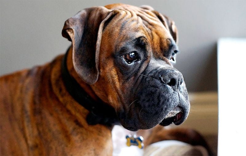 Boxer: The Playful Protector