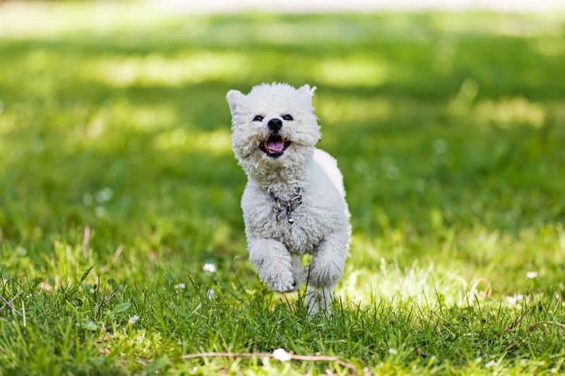 Bichon Frise