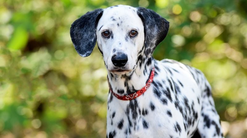 Dalmatian: The High-Energy Spotter