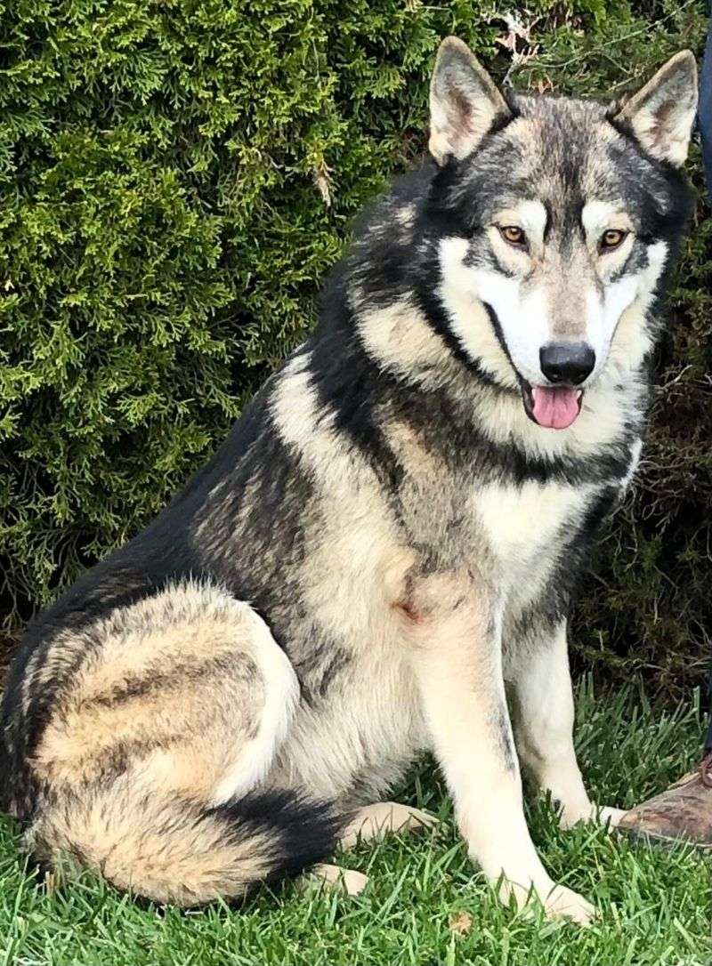 Wolf–Alaskan Malamute Mix