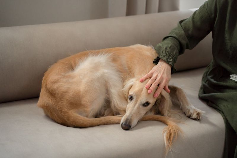 Greyhound