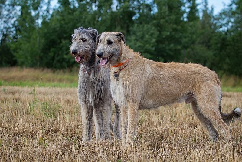 Irish Wolfhound: Tallest Dogs with Shortest Years