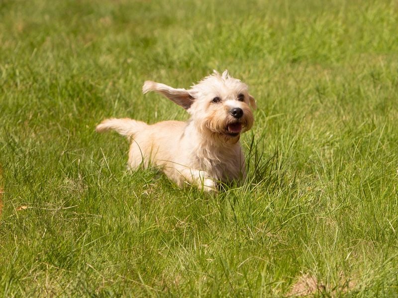 Dandie Dinmont Terrier: The Determined Individualist