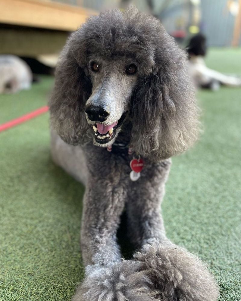 Poodles