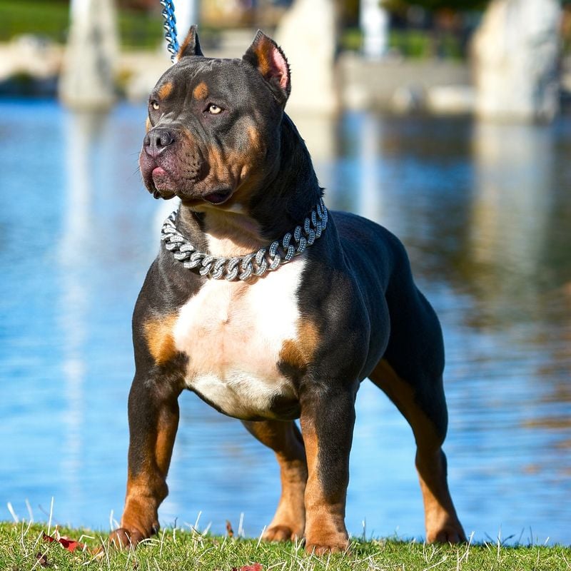 American Bully XL