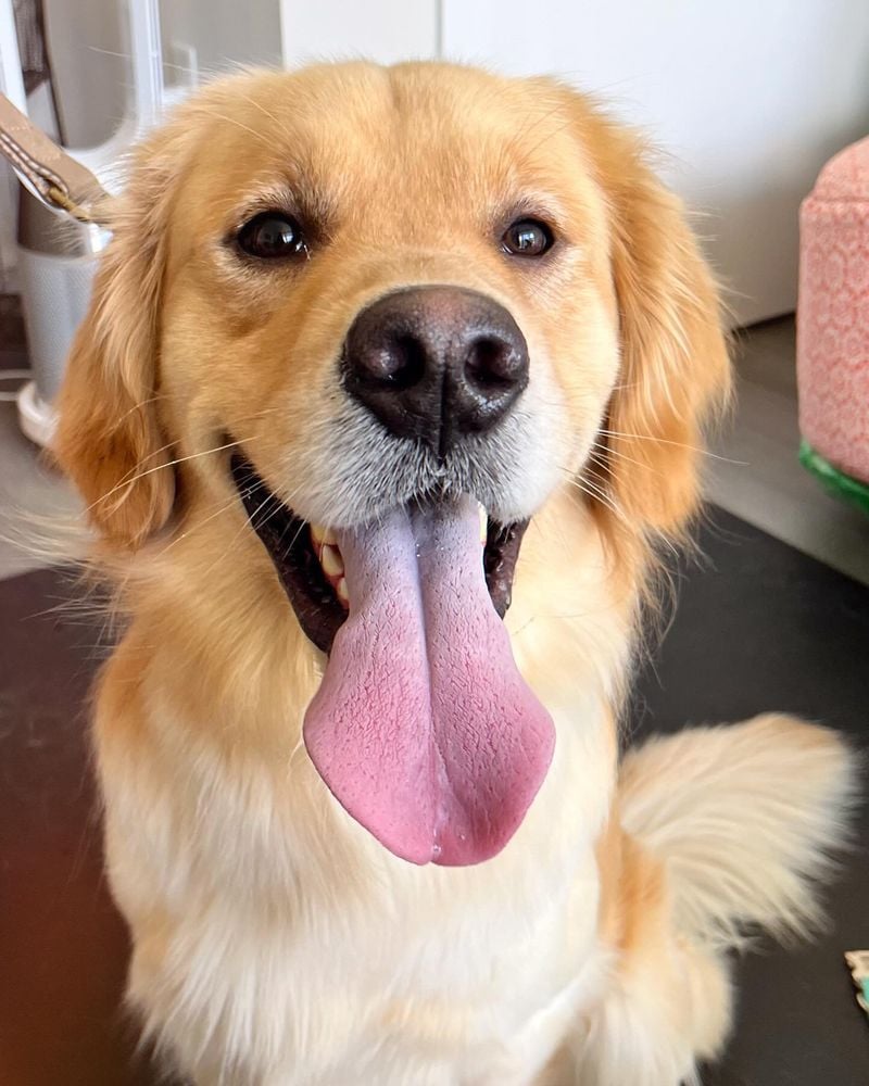 Golden Retrievers