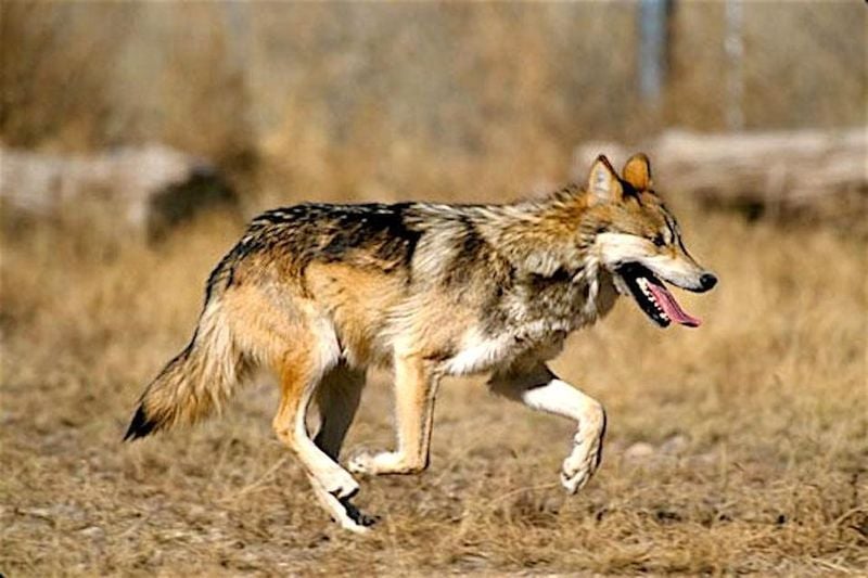 Mexican Gray Wolf Hybrid (Canis lupus baileyi × Canis latrans)