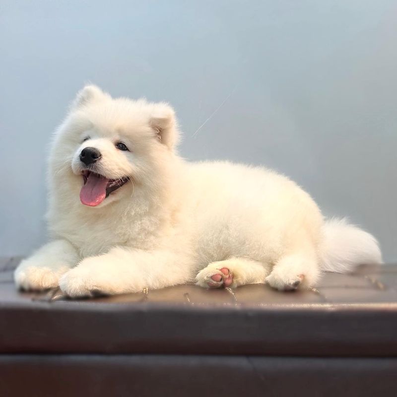 Samoyed