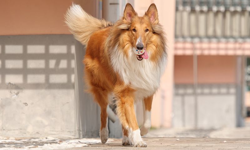 Collie: The Canine Nanny