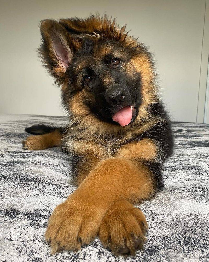 German Shepherds