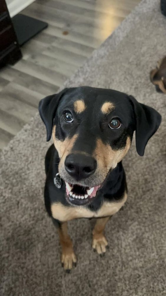 Rare Rottweiler Mix Breeds: Top 6 You Should Know About