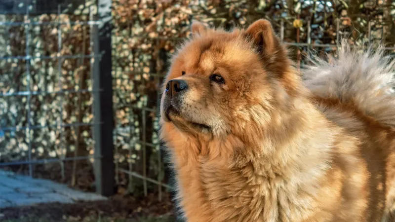 Chow Chow: Dignified Aristocrats