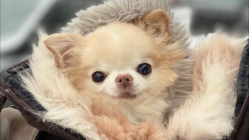 Chihuahua (Apple Head Type)