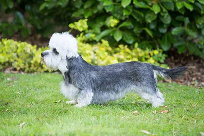 Dandie Dinmont Terrier (Scotland)