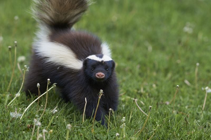 Skunks (Carrying Rabies)