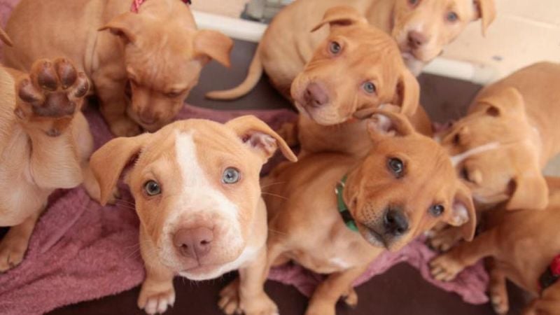 Rescue Shelters Are Full of Them
