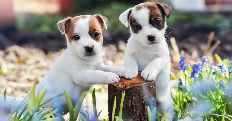 Jack Russell Terrier vs. Parson Russell Terrier