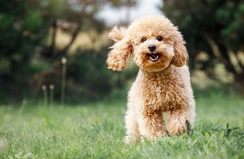 Poodle (Toy or Miniature)