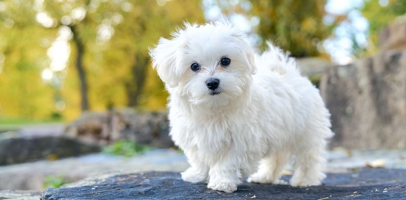 Maltese