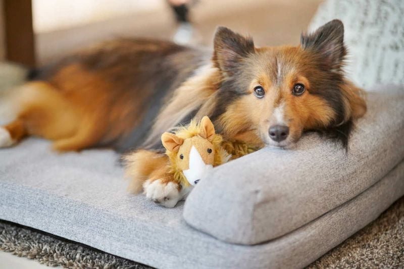 Shetland Sheepdog: The Anxiety Alarm System