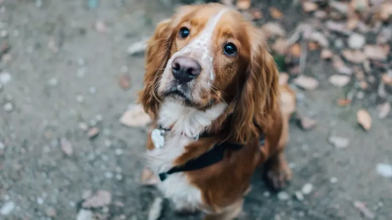 Cocker Spaniel