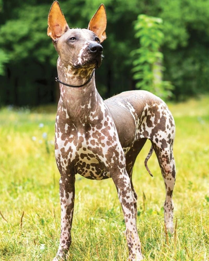 Xoloitzcuintli: The Ancient Hairless Healer