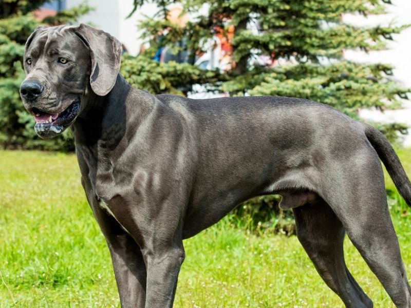 Great Dane: Gentle Giants with Brief Lives