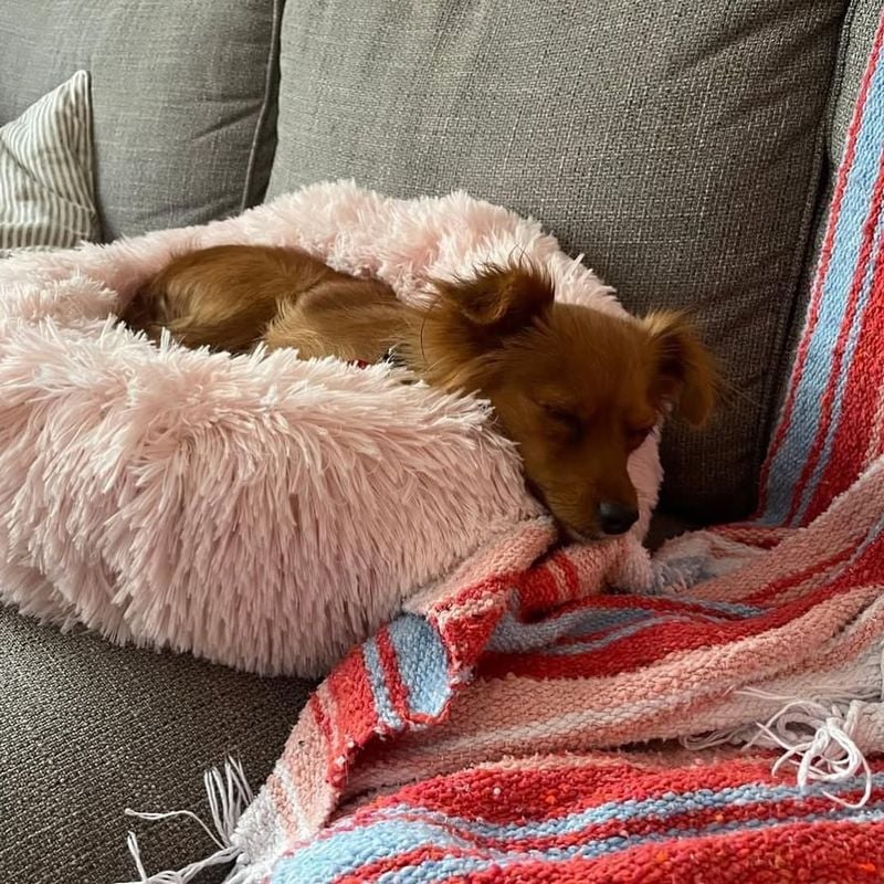 Long-Haired Chihuahua: Pocket-Sized Dream Companions