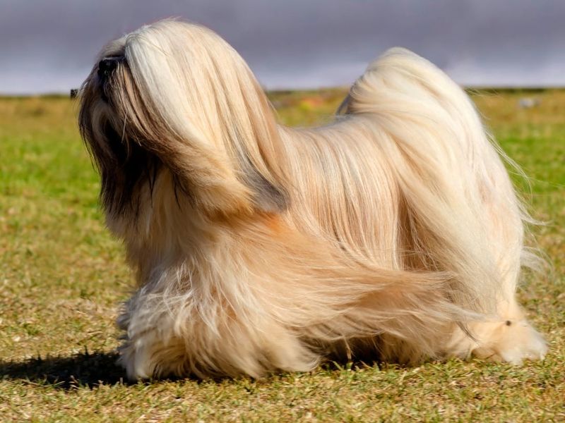 Lhasa Apso
