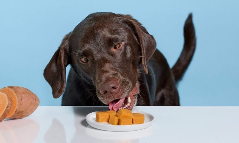 Sweet Potato: Nature's Orange Candy