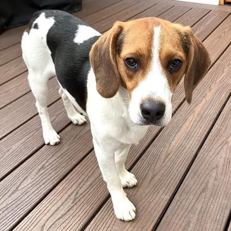 Beagle