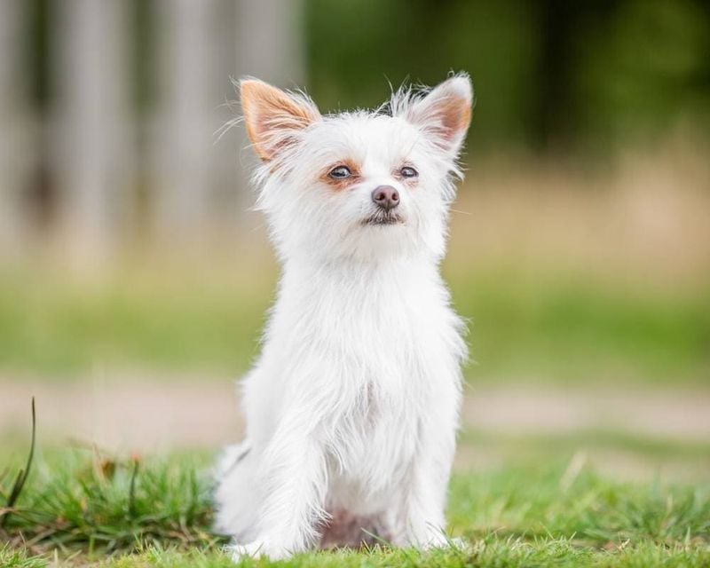 Chorkie (Chihuahua + Yorkshire Terrier)