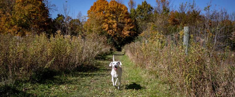 Allowing Safe Off-Leash Time