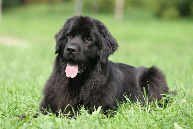 Newfoundland: The Gentle Giant