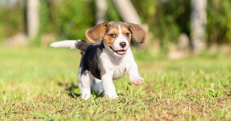 Beagles: Small Dogs with Supersized Hearts