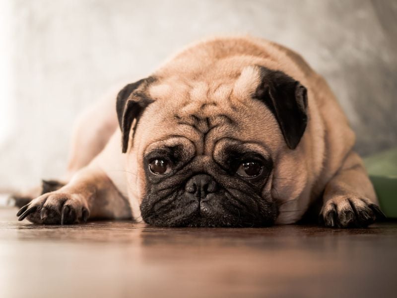Quiet Dogs Can Still Be Stressed
