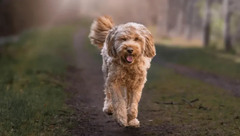 Otterhound