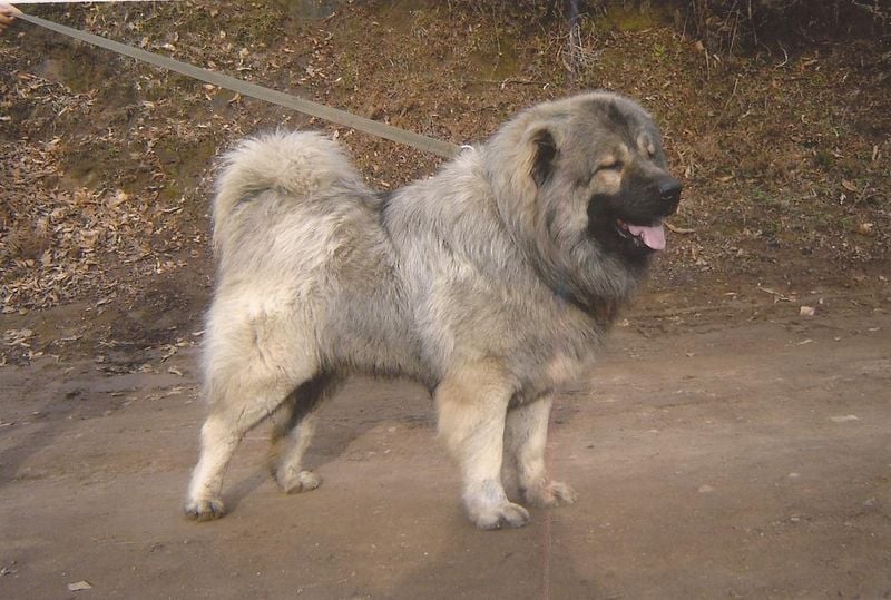 Caucasian Shepherd: The Mountain Fortress