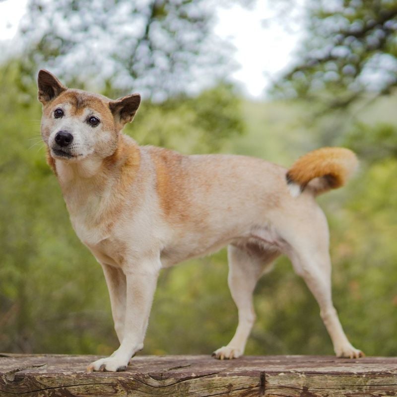 New Guinea Singing Dog