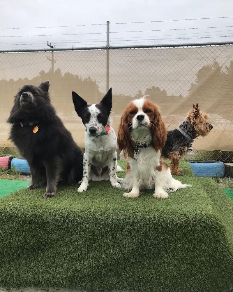 Invite Familiar Animal Friends Over