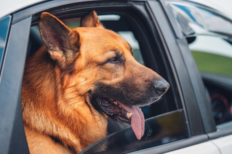 Take Them on Car Rides