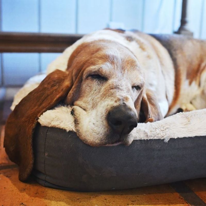 Basset Hound: The Laid-Back Charmer