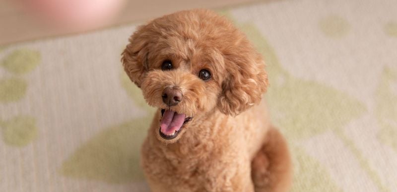 Toy Poodles