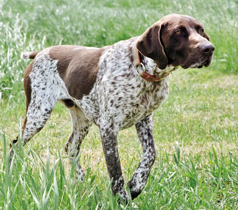 German Shorthaired Pointer (Germany)
