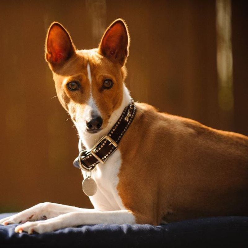 Basenji
