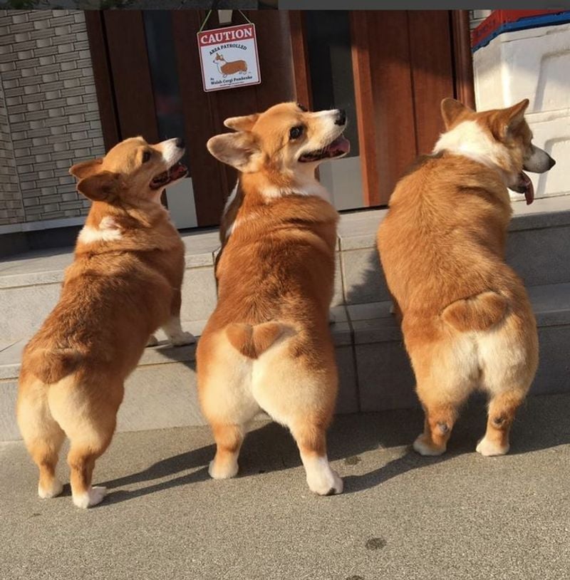 Corgi: Short-Legged Royalty With Heart-Shaped Booties