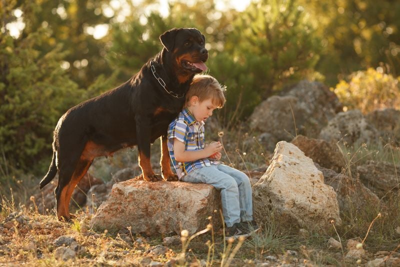 Rottweilers' Loyalty and Bonding