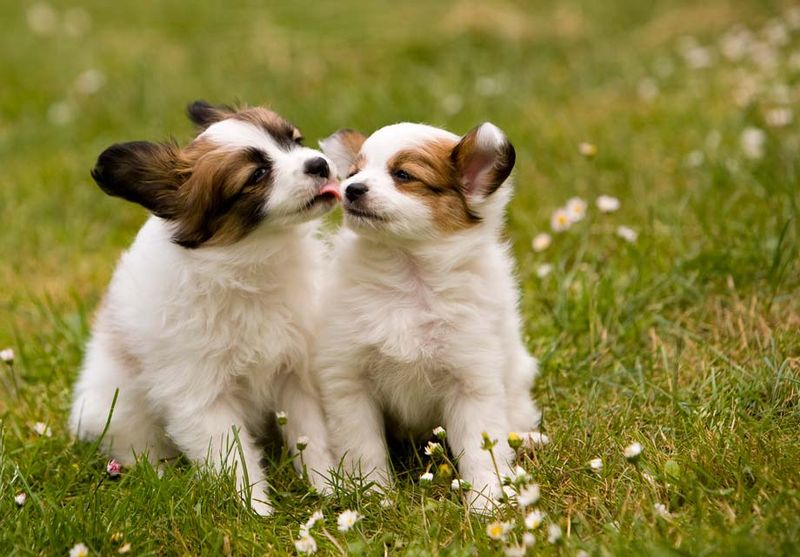 Papillon