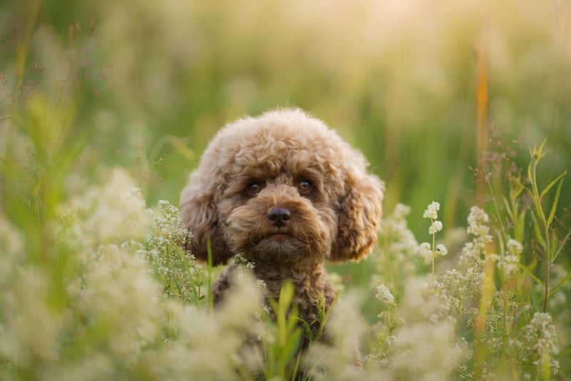 Toy Poodle