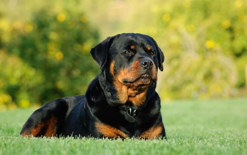Rottweiler: The Silent Protector